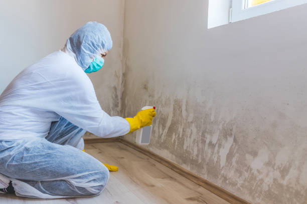 Professional mold removal team in Estero